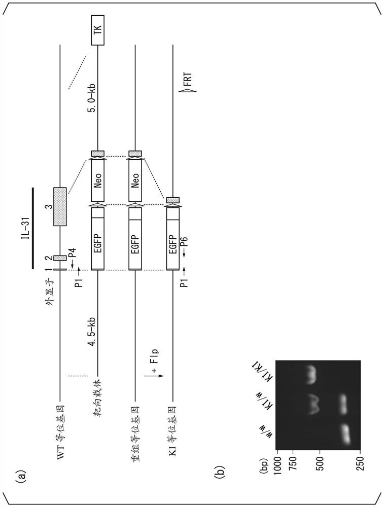 Prophylactic or therapeutic agent and medicinal composition for il-31 mediated disease