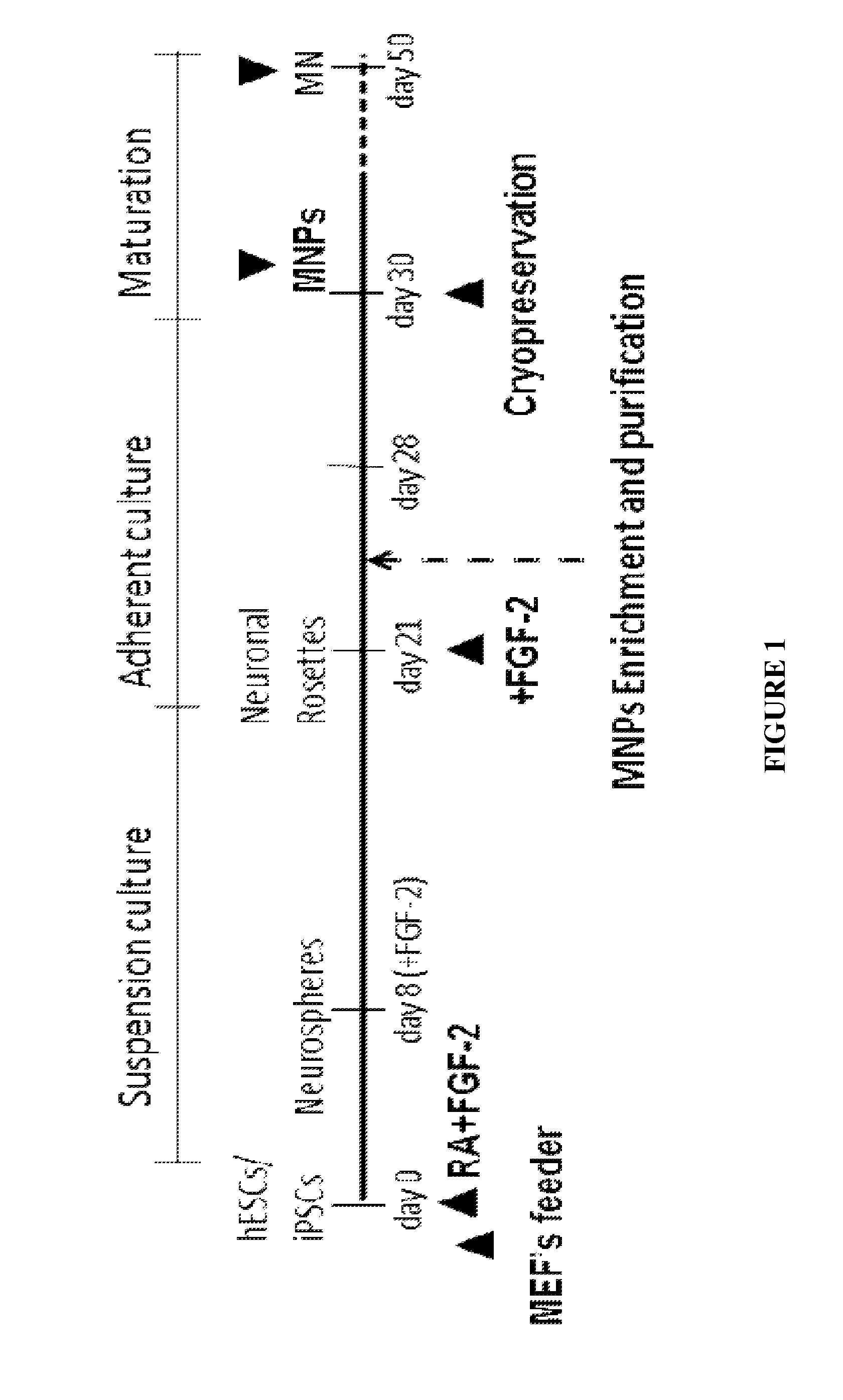 Method of in vitro differentiation of motor neuron progenitors (MNPS) from human induced pluripotent stem cells and cryopreservation of mnps