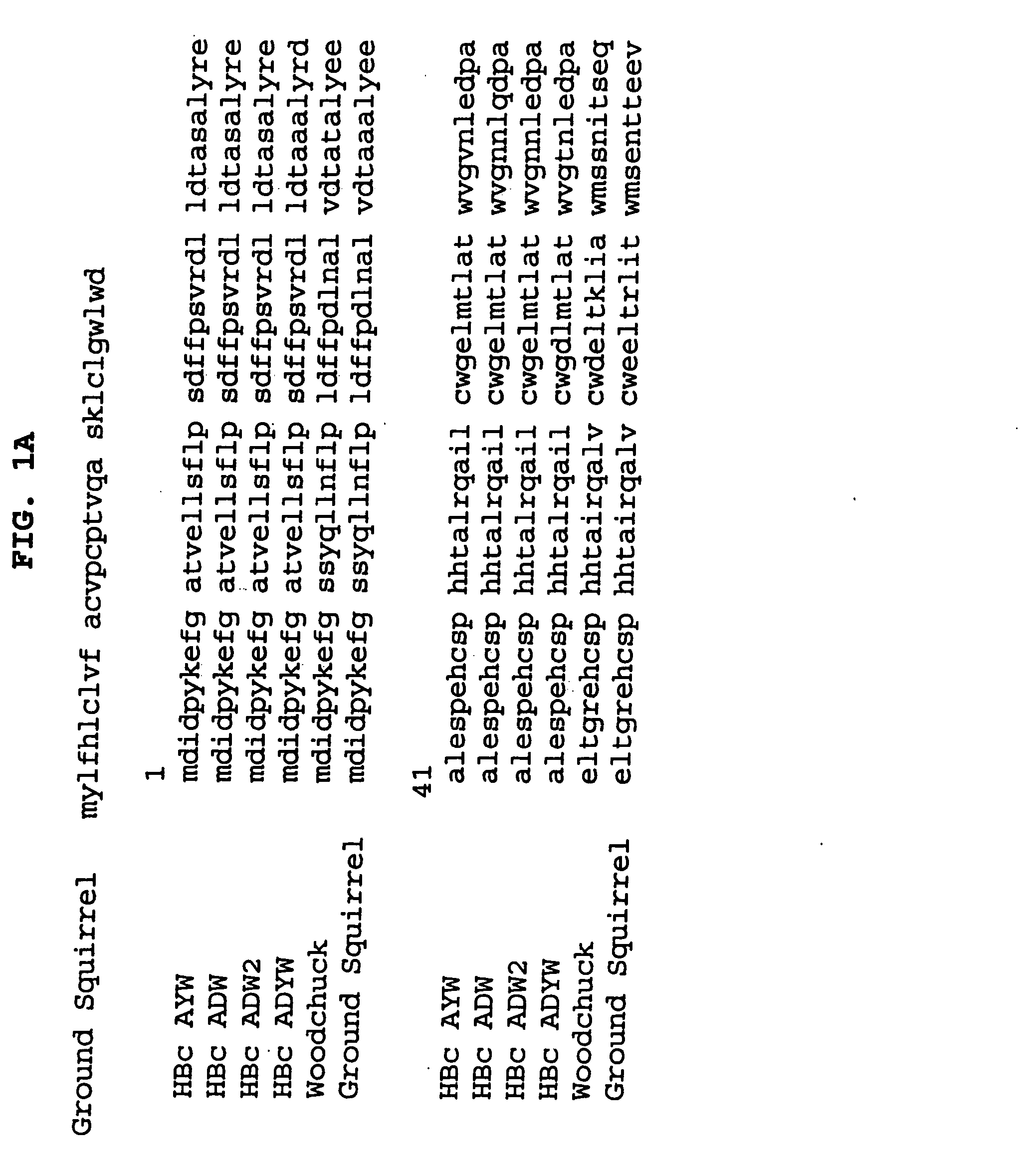 Influenza immunogen and vaccine