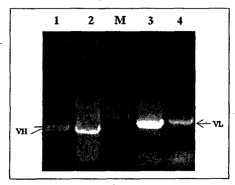 Anthropogenic antivirulin glycosidoprotein neutralizing genetic engineering antibody RD9 and preparation and application thereof