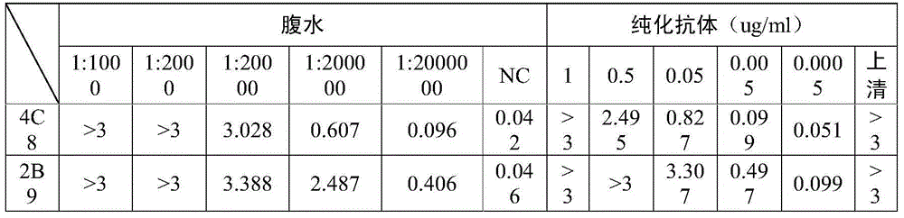 Pertussis PRN protein monoclonal antibody and application thereof