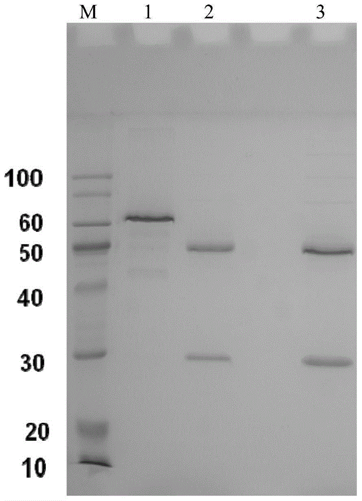 Pertussis PRN protein monoclonal antibody and application thereof