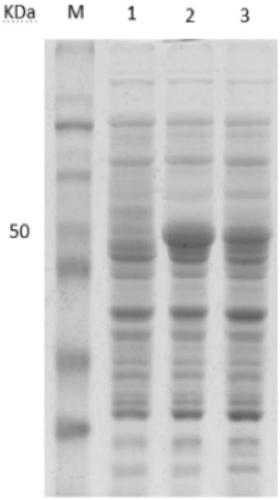 A chicken Eimeria tenella micronematode-2 mutant etmic2-2119