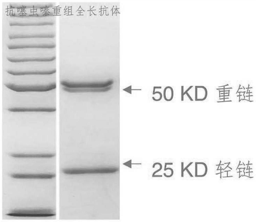 Variable region sequence of specific anti-thiacloprid antibody and anti-thiacloprid recombinant overall-length antibody