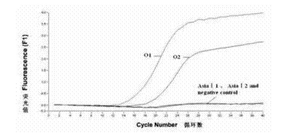 Method for detecting FMDV (Foot and Mouth Disease Virus) through real-time fluorescent quantitative RT-PCR (Reverse Transcription-Polymerase Chain Reaction)