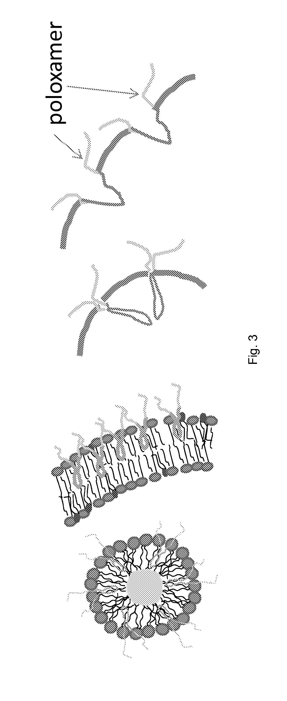 Stabilized nanobubbles for diagnostic and therapeutic applications