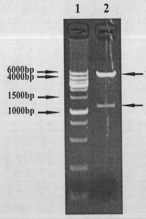 Recombinant fusion protein vaccine and attenuated live vector vaccine for treating and preventing helicobacter pylori (Hp) infection