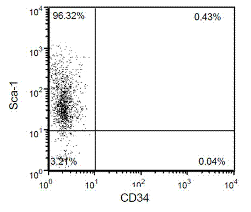 Sca-1+/CD34- uterine stem cells and separation method thereof