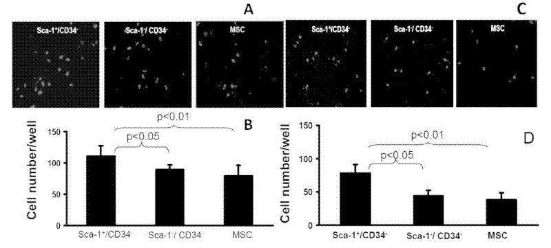 Sca-1+/CD34- uterine stem cells and separation method thereof