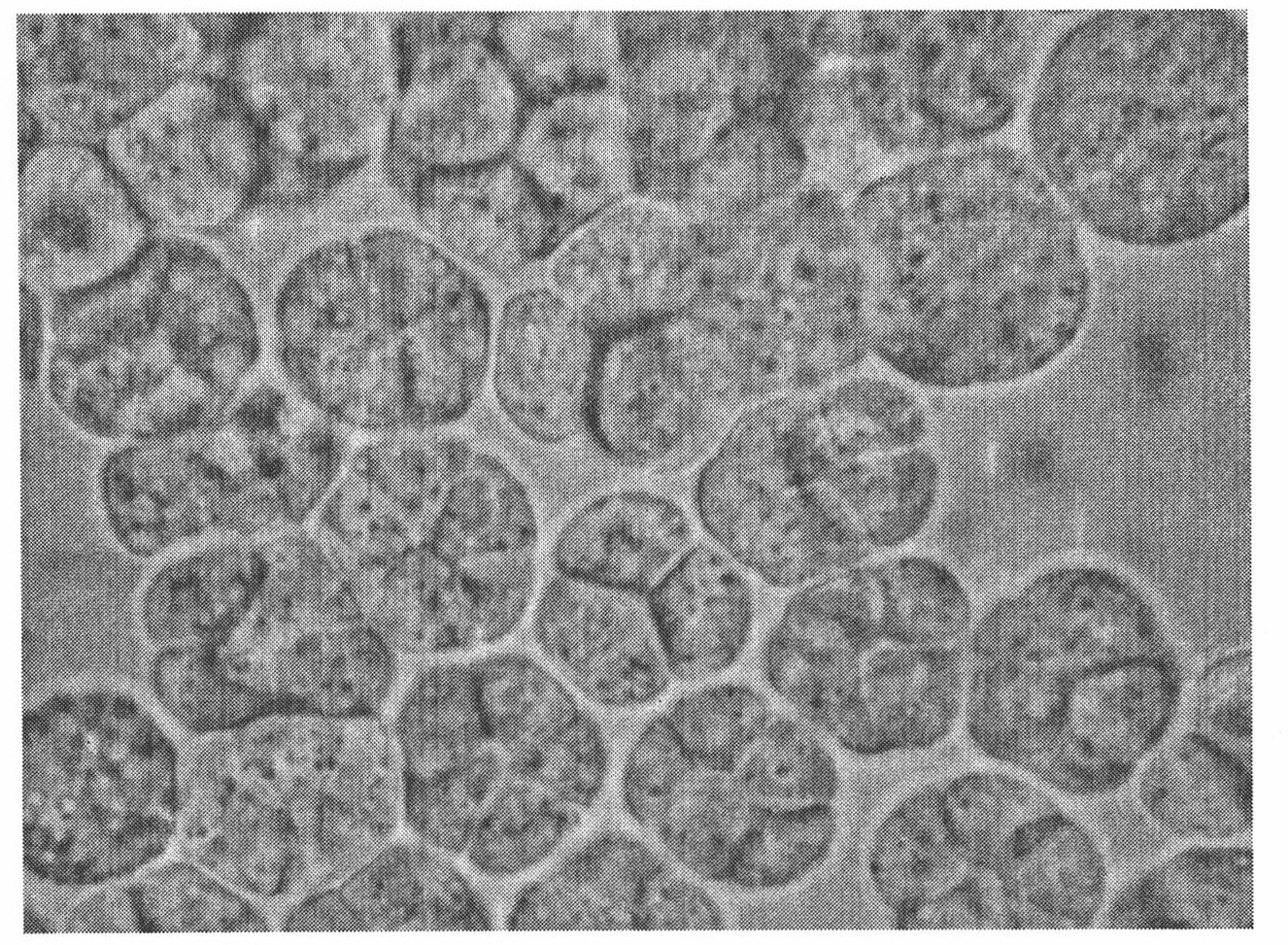 Schizochytrium sp. and method for producing DHA lipa by using same