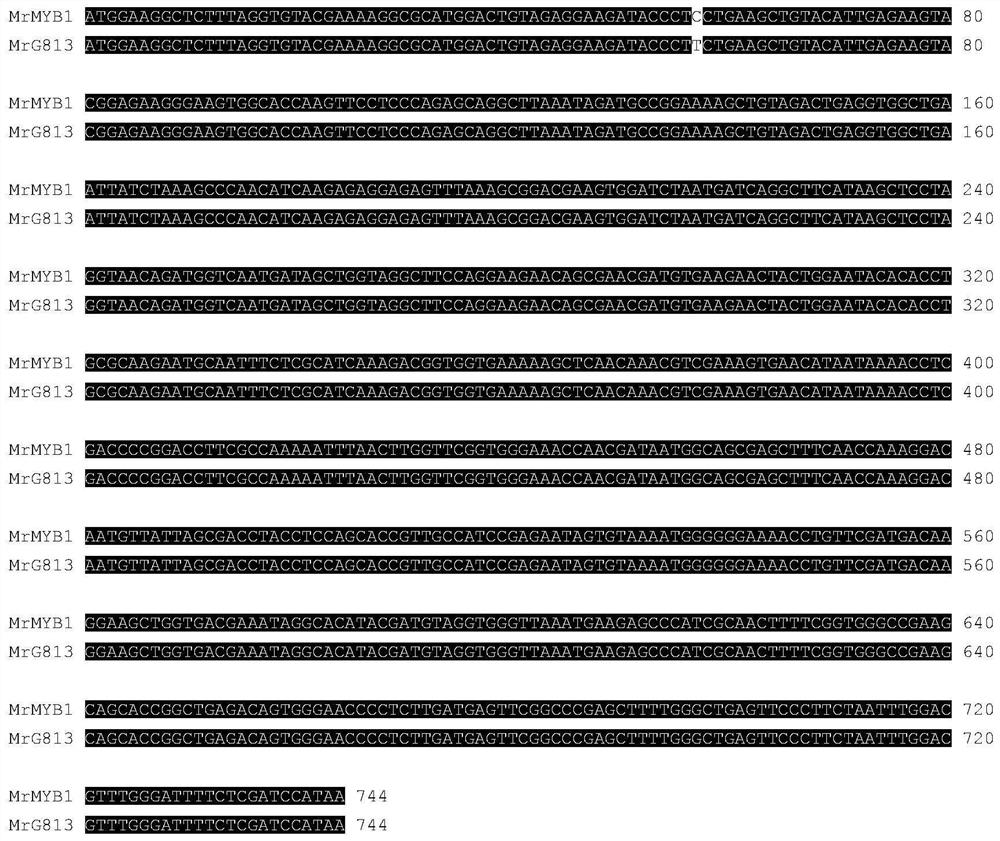 KASP molecular marker for detecting red bayberry fruit color and application of KASP molecular marker