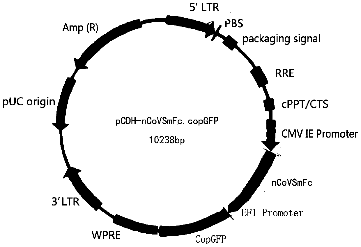 Novel coronavirus pneumonia (COVID-19) serological diagnosis kit