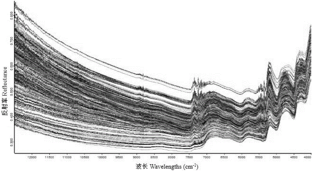 Determination method for content of acid detergent fiber in Lolium multiflorum