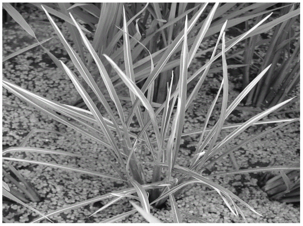 A method for breeding a three-line sterile line of hybrid rice with white midribs on leaves