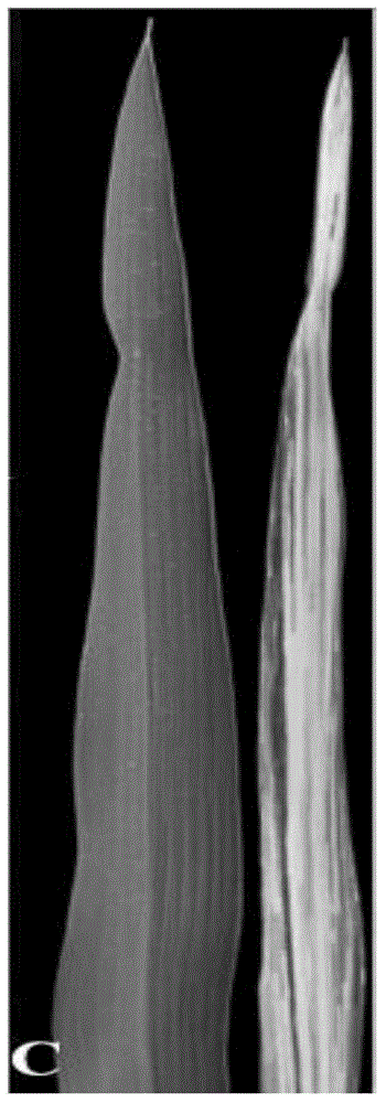 A method for breeding a three-line sterile line of hybrid rice with white midribs on leaves