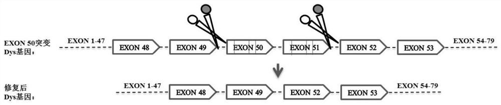 Nucleotide sequence for repairing DMD gene mutation and system