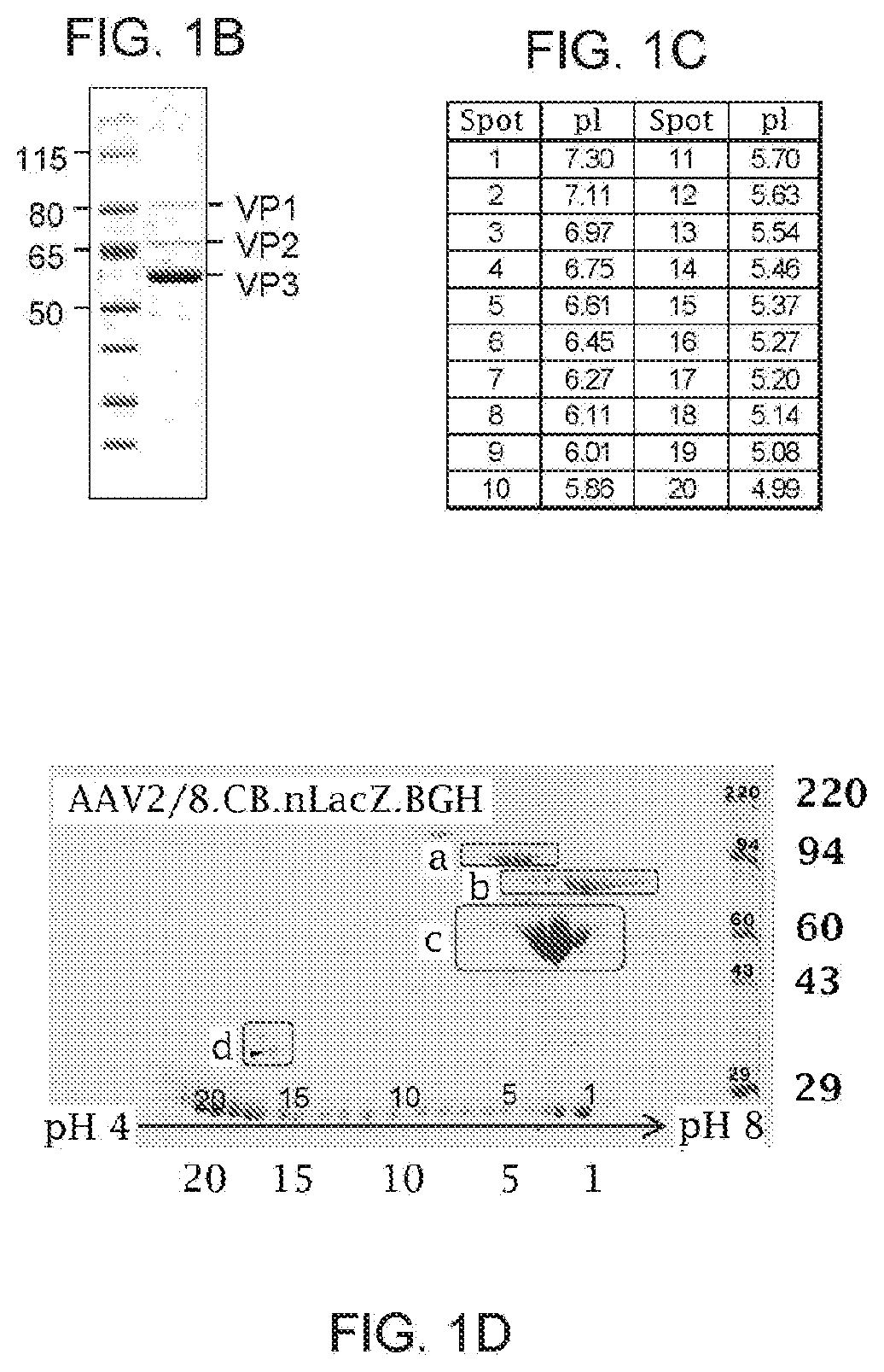 Novel adeno-associated virus (AAV) vectors, aav vectors having reduced capsid deamidation and uses therefor