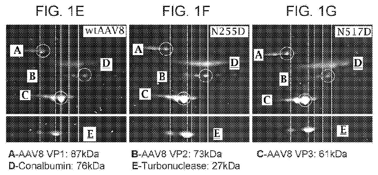 Novel adeno-associated virus (AAV) vectors, aav vectors having reduced capsid deamidation and uses therefor