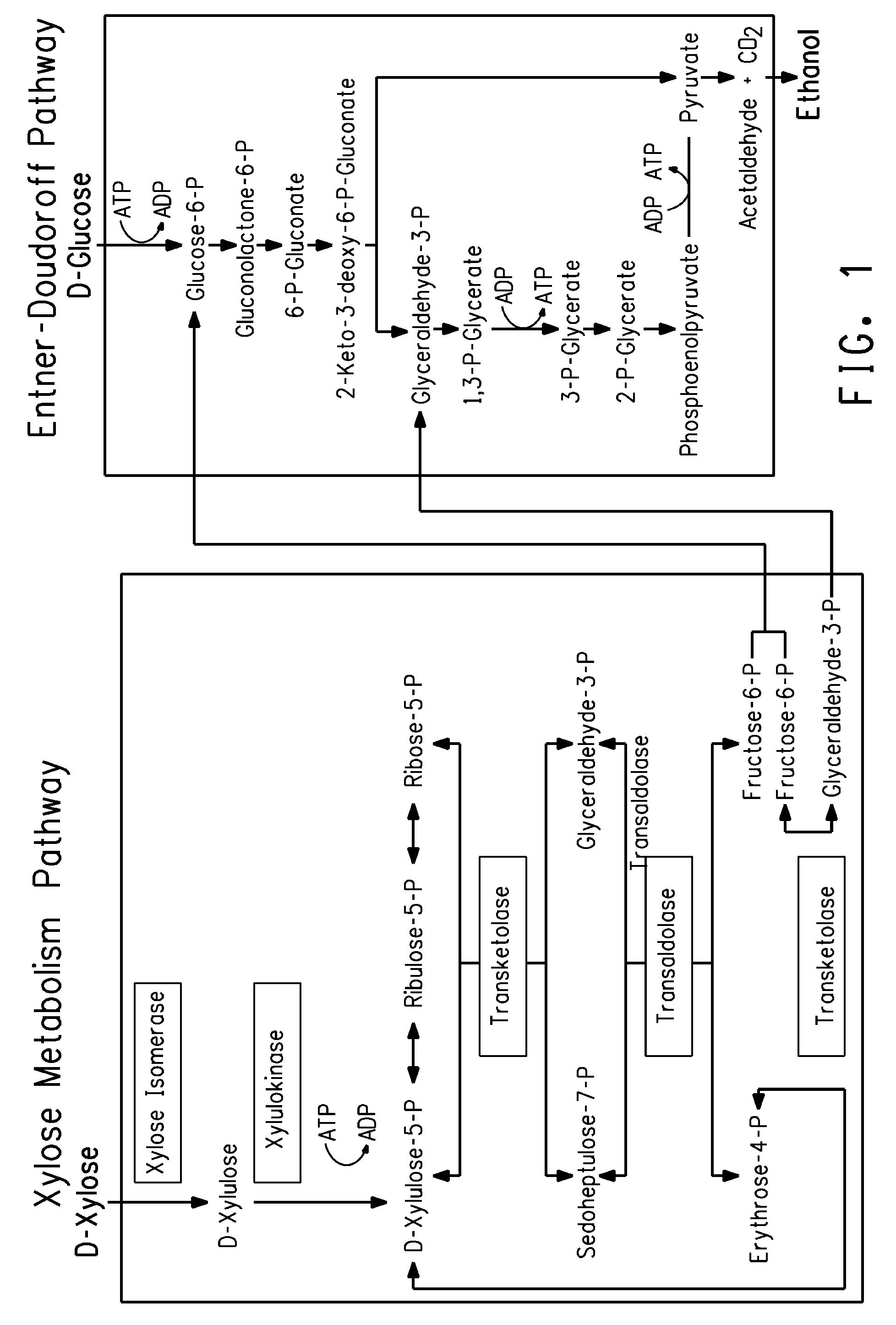 <i>Zymomonas </i>with improved ethanol production in medium containing concentrated sugars and acetate