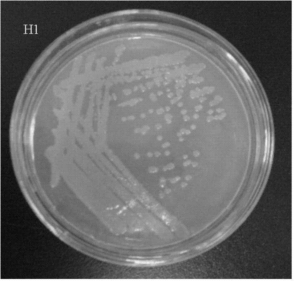 Tistrella mobilis bacterial strain, polycyclic aromatic hydrocarbon degradation reagent, soil remediation reagent, and the application of Tistrella mobilis bacterial strain