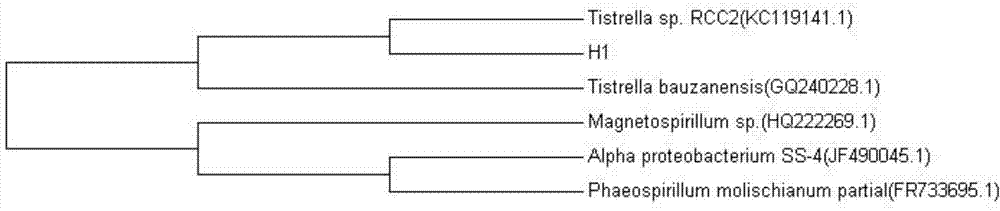 Tistrella mobilis bacterial strain, polycyclic aromatic hydrocarbon degradation reagent, soil remediation reagent, and the application of Tistrella mobilis bacterial strain