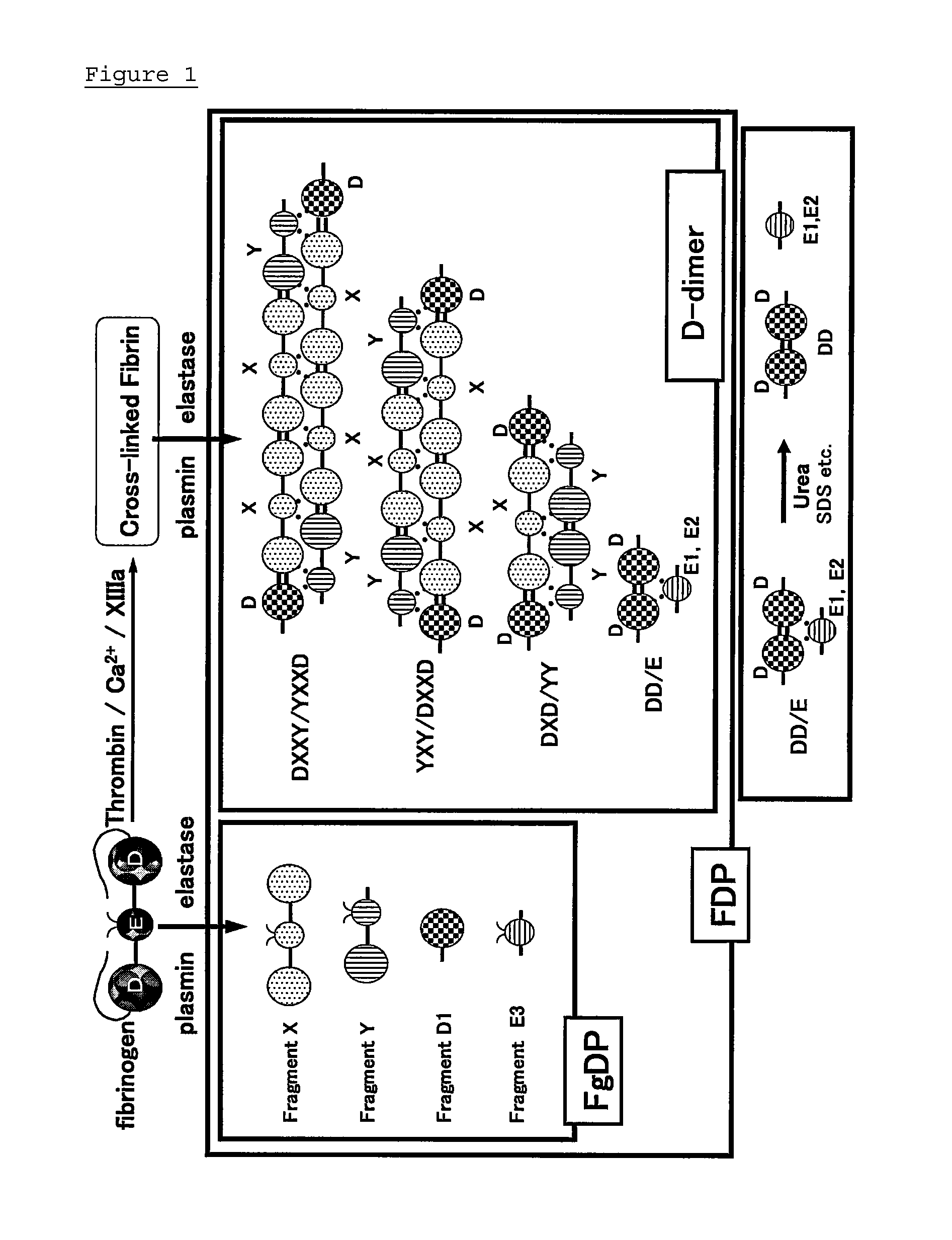 Monoclonal antibodies and method of immunological analysis of D-dimer