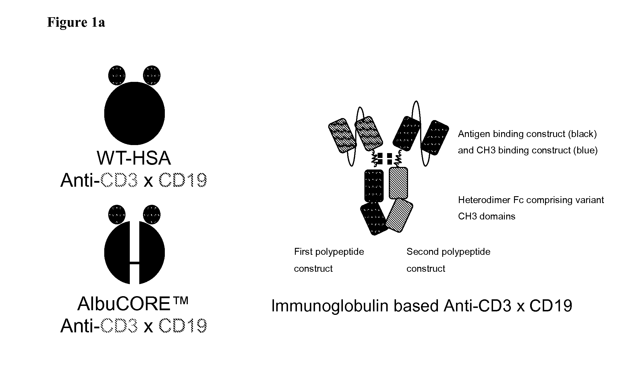 Bispecific Asymmetric Heterodimers Comprising Anti-CD3 Constructs