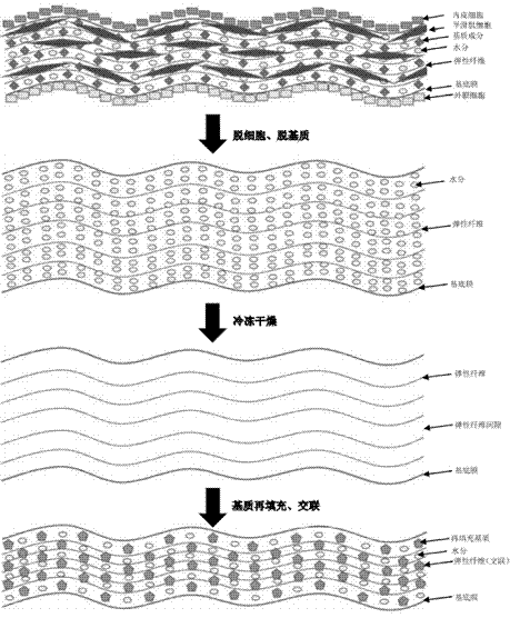 Chimeric tissue engineering bovine pericardium sheet