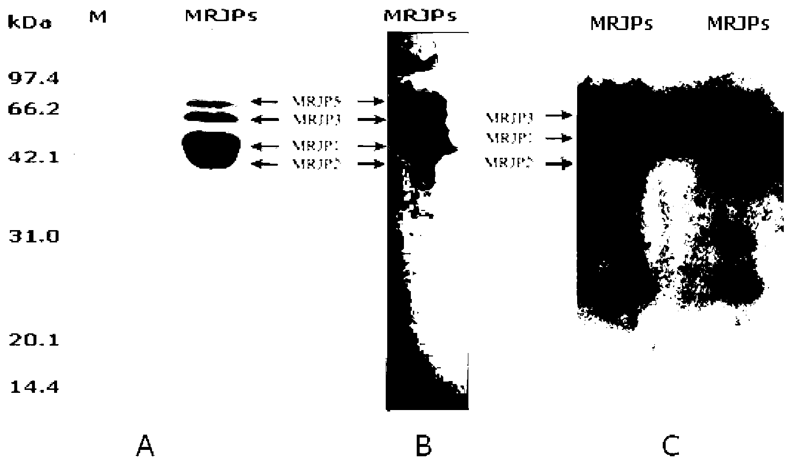 A specific antibody of major royal jelly protein MRJP1 and a preparation method thereof and Elisa quantitative detection thereof