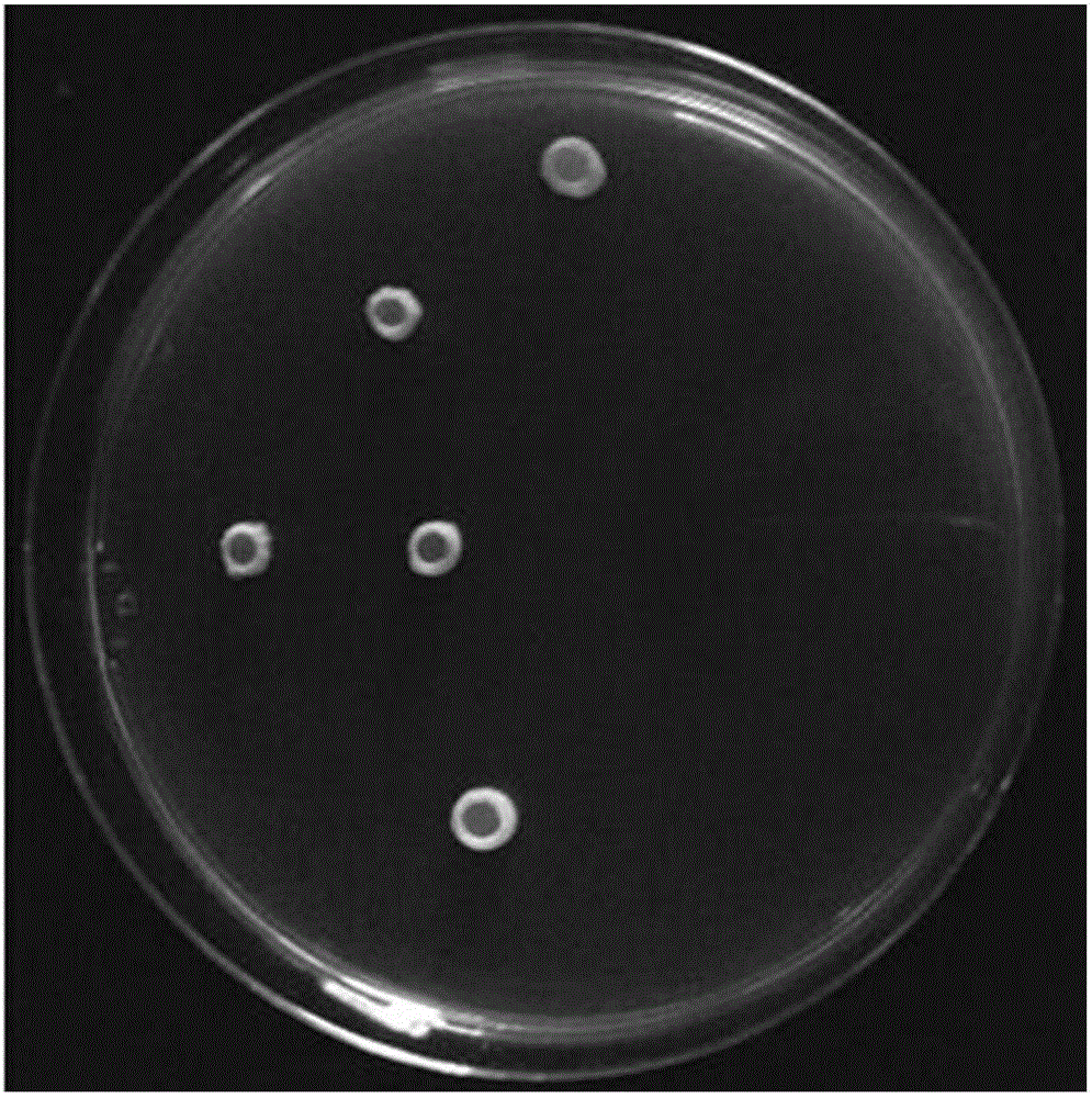 Paenibacillus polymyxa and application thereof