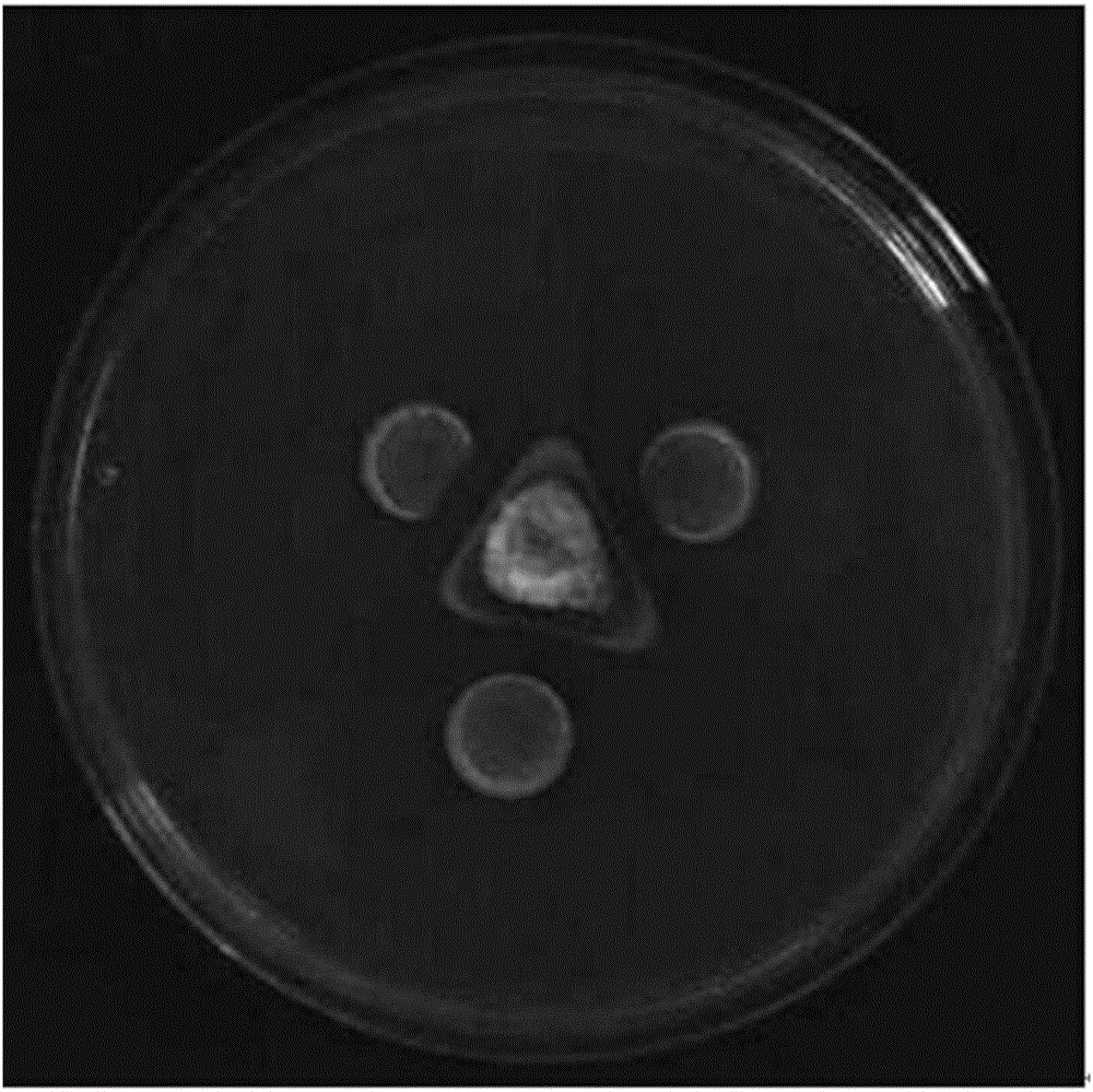 Paenibacillus polymyxa and application thereof