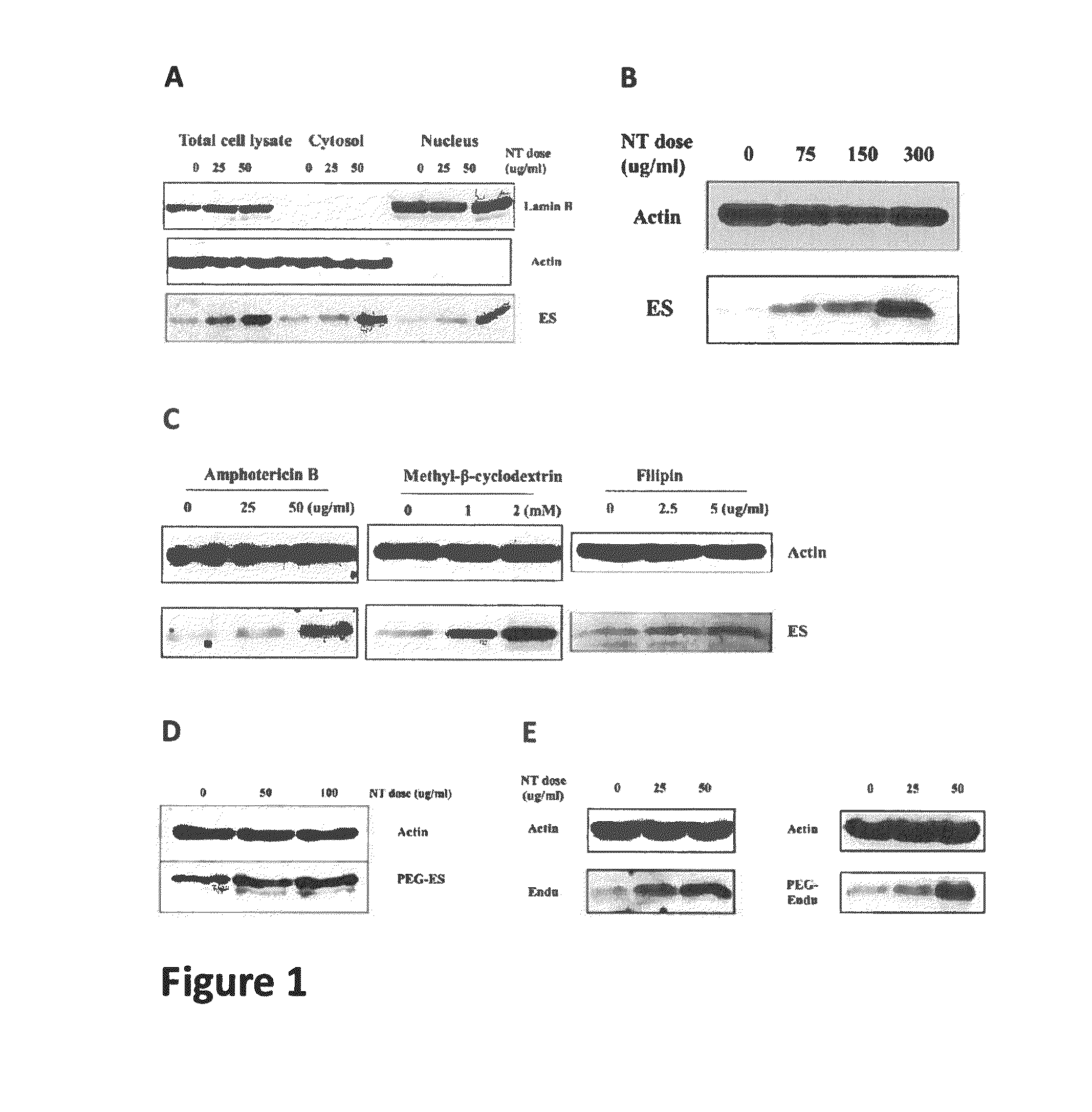 Methods and compositions for enhancing the uptake of therapeutic agents by target cells