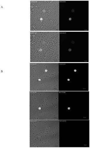 Valuation method for specific killing function of specific cytotoxicity T lymphocyte