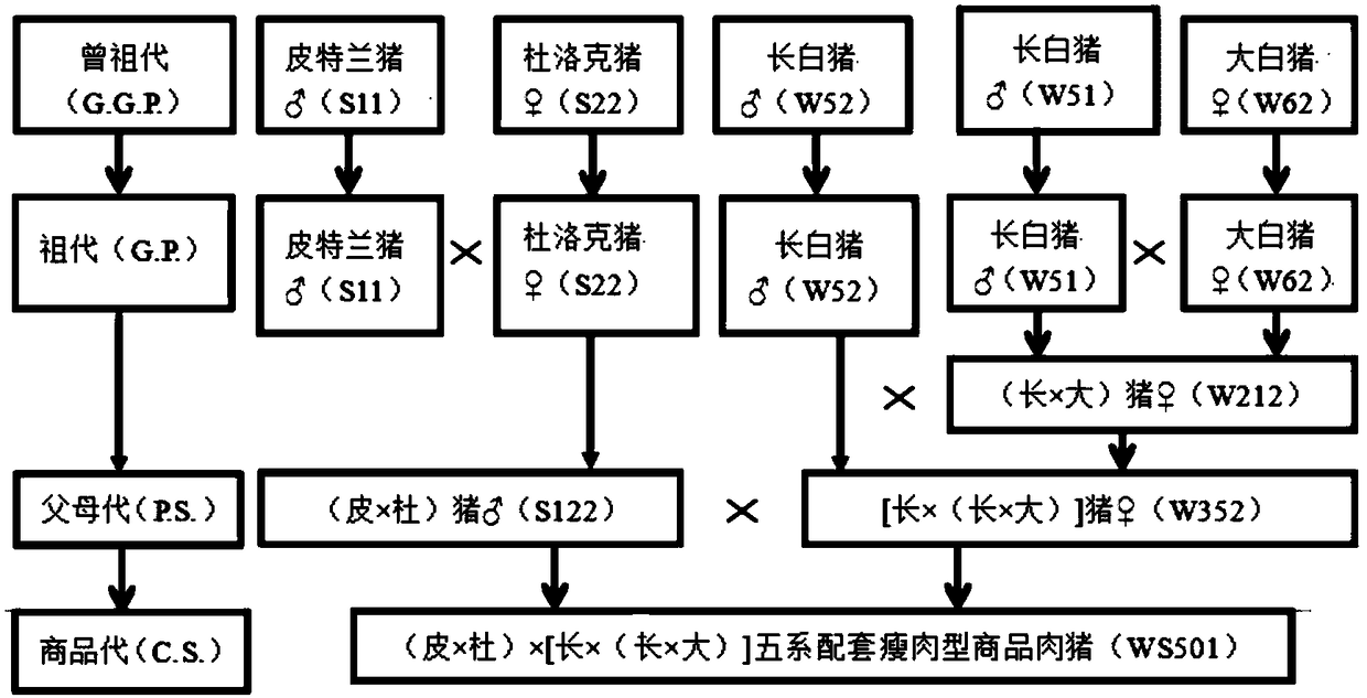 Breeding method for five-line crossbreeding mating lean type boars