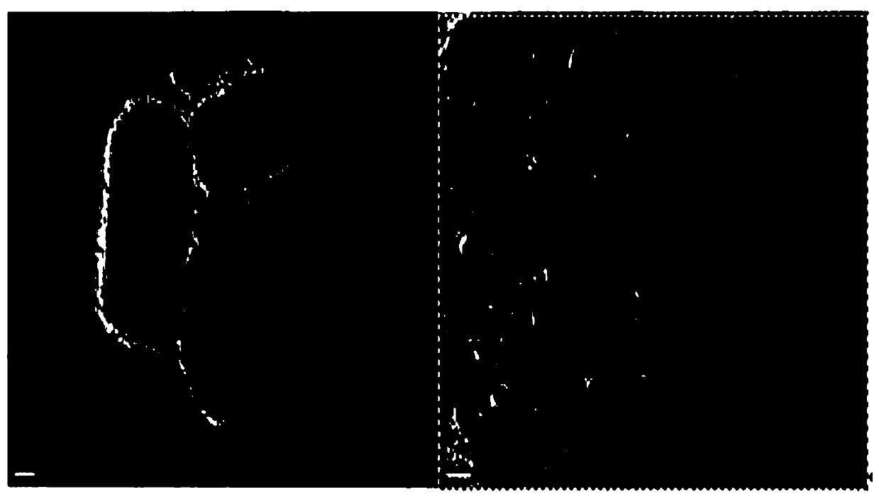 A kind of two-dimensional titanium dioxide crystal form, sol and preparation method thereof