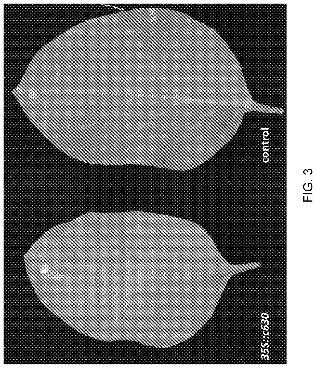 <i>Potyvirus </i>resistance genes and methods of use