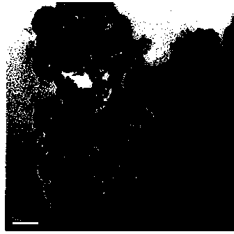 Preparation method of hollow titanium dioxide microspheres