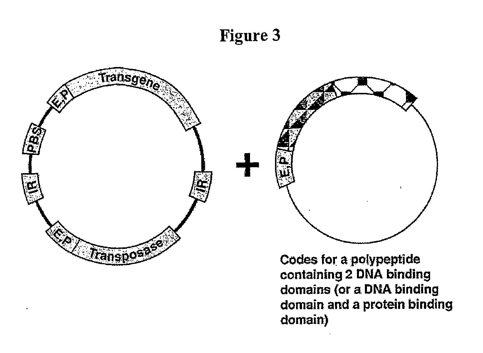 Transposon-based vectors and methods of nucleic acid integration