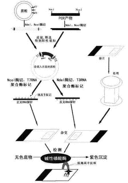 AGPS gene mRNA level in-situ hybridization detection kit, detection method and applications thereof