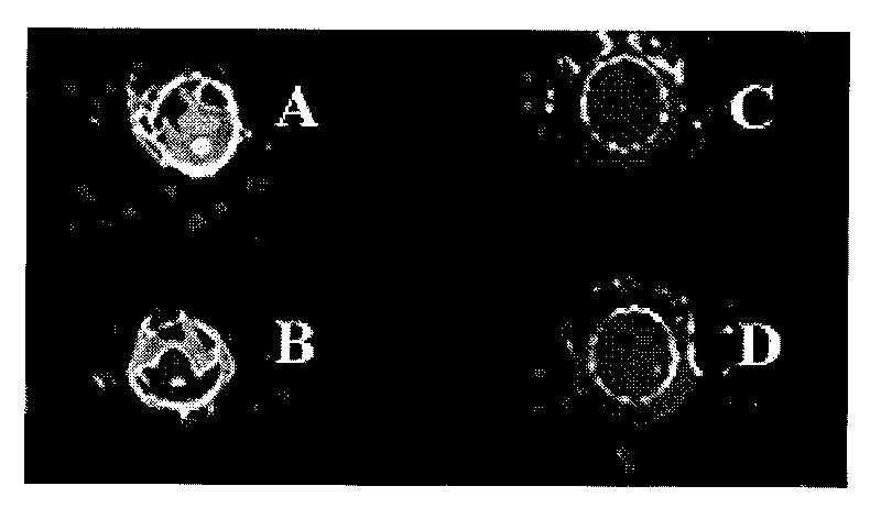 Construction and application of gold-magnetic nanoparticle-based medicament carrying platform