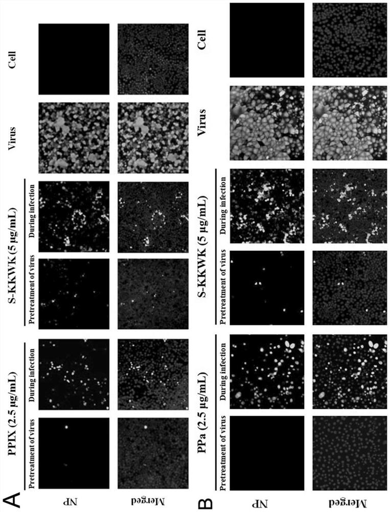 Application of Protoporphyrin Derivatives in Preparation of Enveloped Virus Blocking Agent