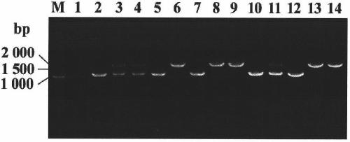 A strain of Escherichia coli that detects copper