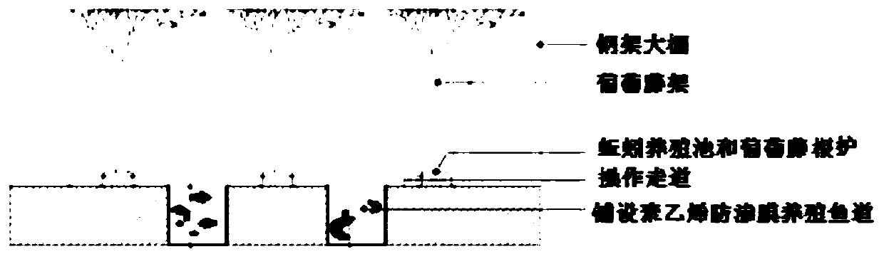 Ecological cycle planting and breeding system and method for fishes, grapes and earthworms