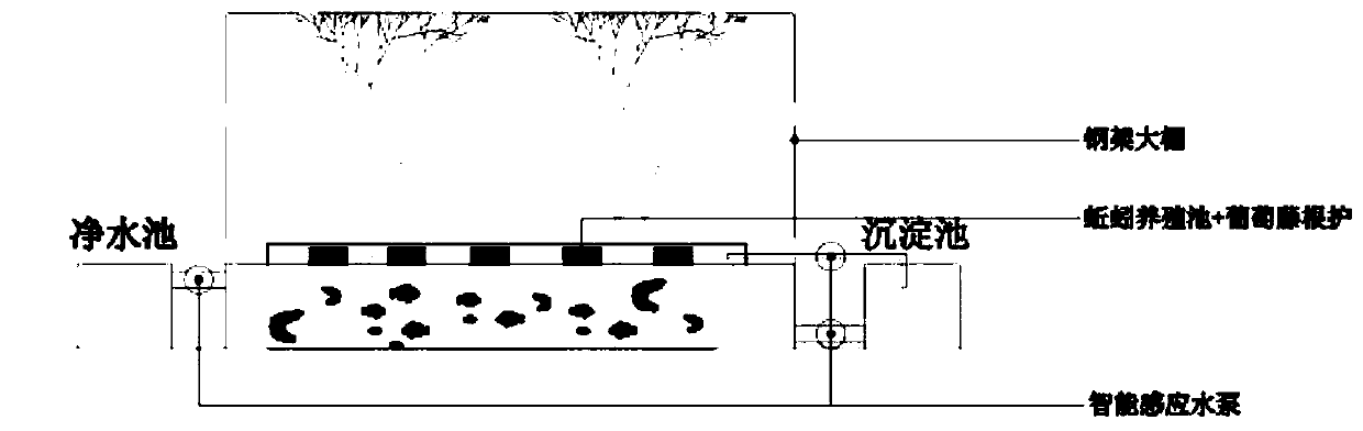 Ecological cycle planting and breeding system and method for fishes, grapes and earthworms