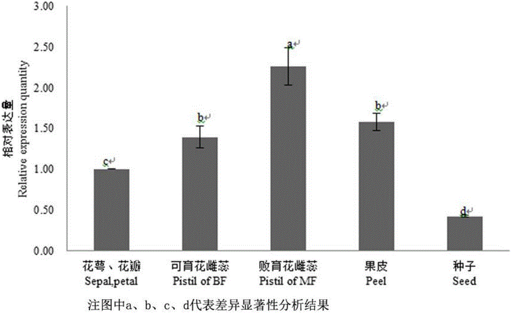 PgAG gene for regulating and controlling pomegranate blossom ovule development and application thereof