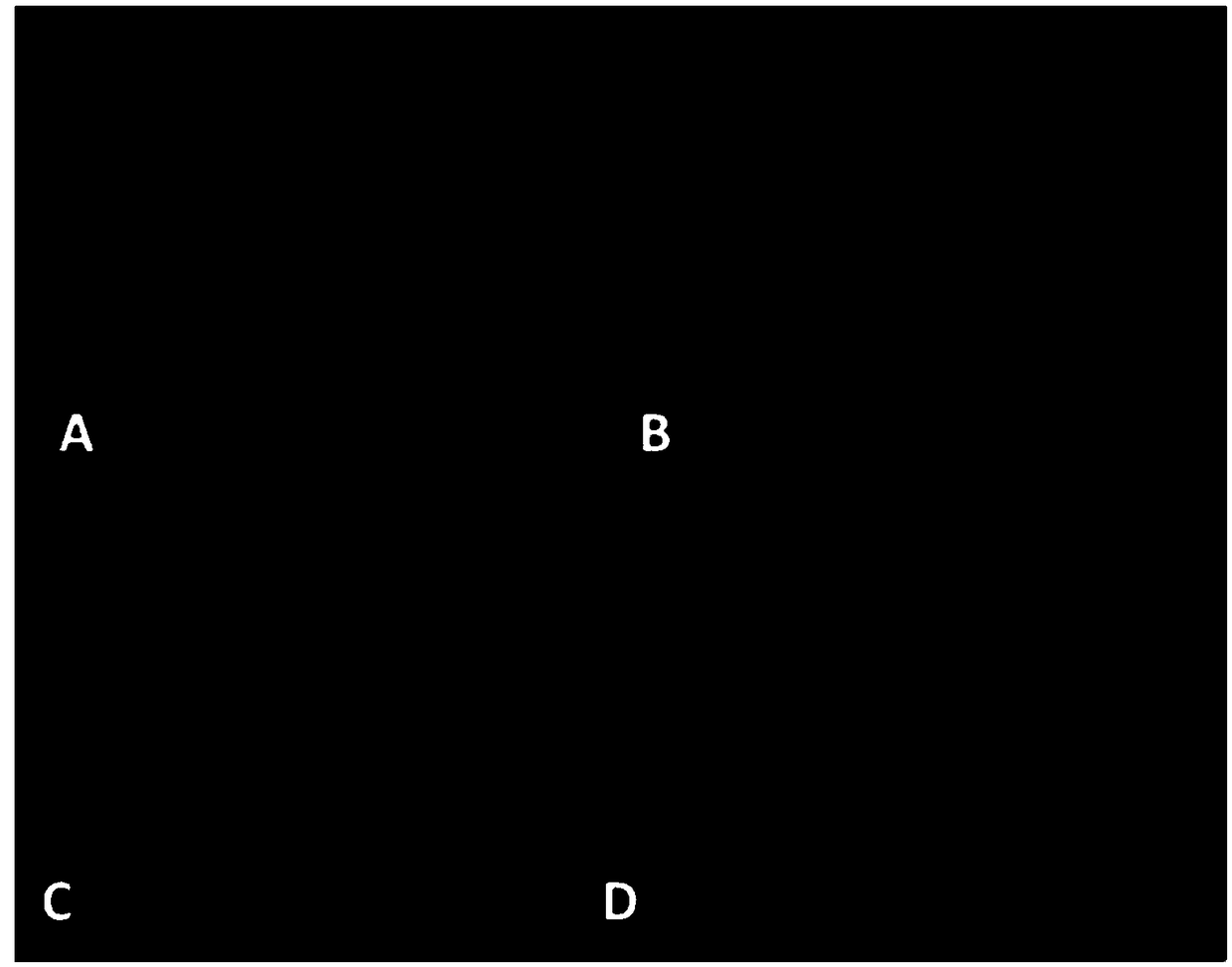 A kind of avian leukosis virus j subgroup specific antigen polypeptide and application thereof