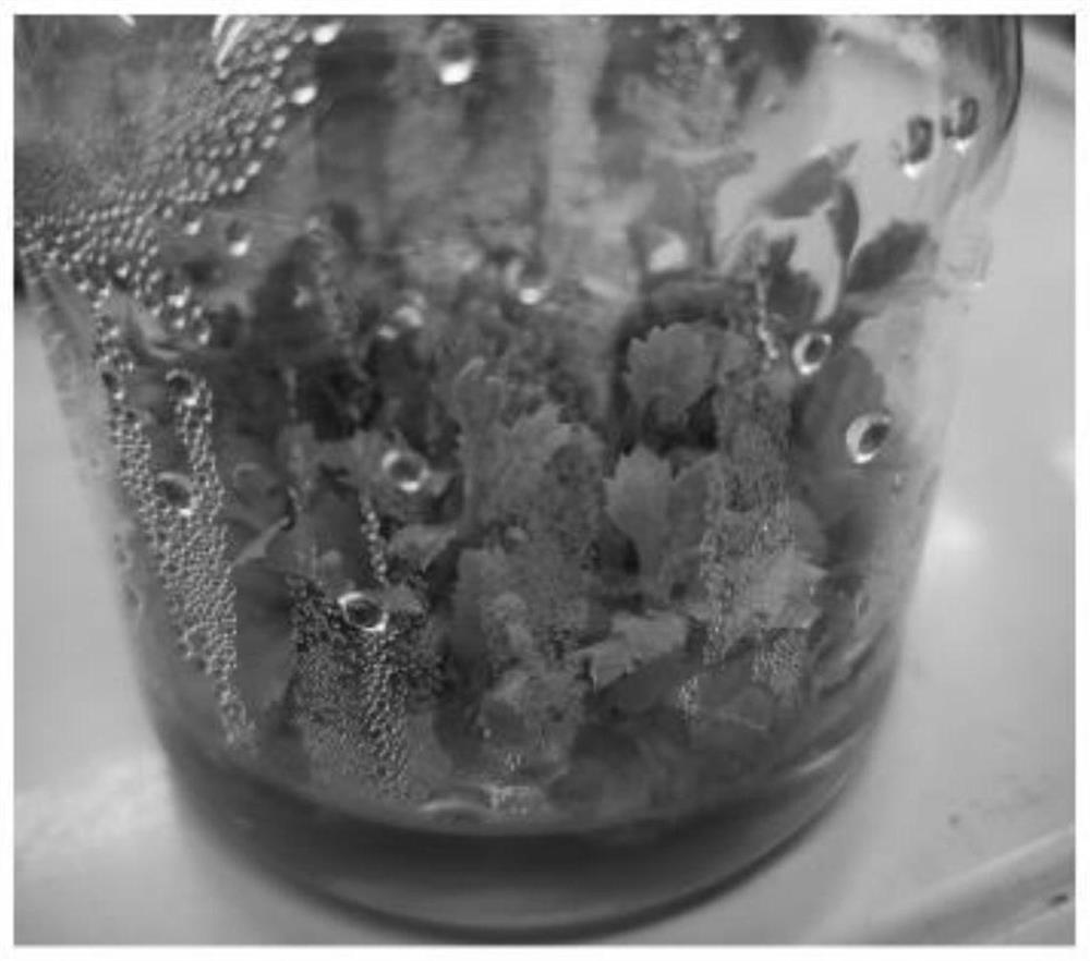 Method for establishing efficient regeneration system of chrysanthemum morifolium ramat and application thereof