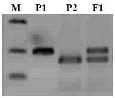 A kind of SSR primer and method for purity identification of zucchini hybrid seeds