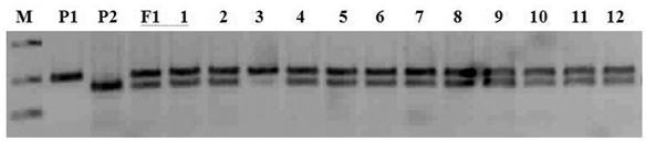 A kind of SSR primer and method for purity identification of zucchini hybrid seeds