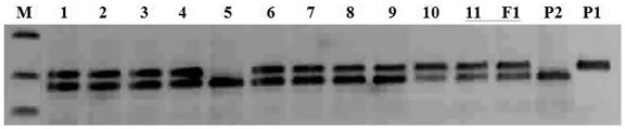 A kind of SSR primer and method for purity identification of zucchini hybrid seeds